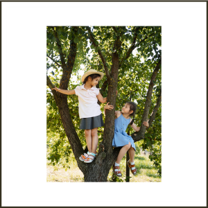 Summer vacation activities for 2024: Climbing Trees